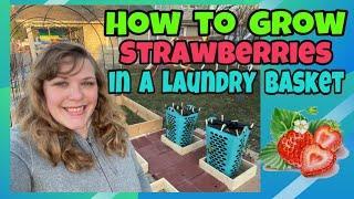 Garden Hack: How to grow strawberries in a laundry basket