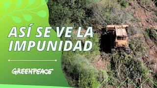  Nuevamente topadoras  Greenpeace Argentina