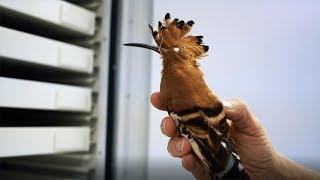 The Bird Collection at the Delaware Museum of Natural History