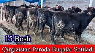 15  Bosh KATTA BOQISHGA TAYYOR QIRGIZISTONDAN PARODA BUQALAR SOTILADI. D . Kelishiladi