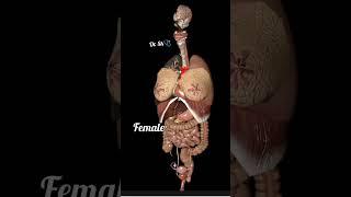 male & female #human #anatomy #medical #3d #animation #organs #doctor #bams