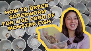 How to Breed Superworm | Full Details from Worm to Beetles