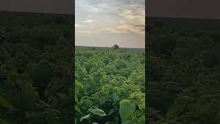 Silk farming in uganda . Kisozi iran agro farm . Over 10,000,000 Mulberry tree and rearing facility