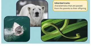 Animal Traits: Inherited and Acquired