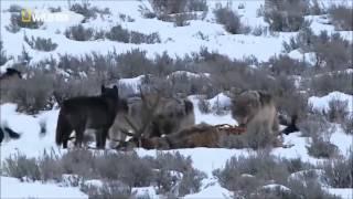 Documental: Legado del lobo negro