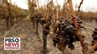 How climate change is impacting the wine and spirits industries