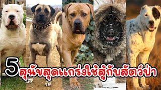 5 สุนัขสุดโหดที่สร้างมาเพื่อสู้สัตว์ป่า (ของแทร่)