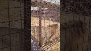 The king# lion  #trending  #zoo #uae #travel