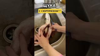 шок ЩУКА с СЮРПРИЗОМ.#shorts #топ #рекомендации #щука #шок #рыба #рыбак #fish #fishing