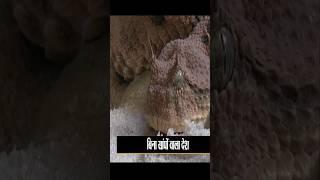 इस देश में एक भी सांप नहीं पाया जाता है। #harshfactvideo #shorts #viral