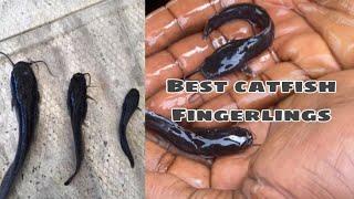 Where to get the best catfish fingerlings