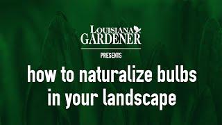 How to Naturalize Bulbs in Your Landscape