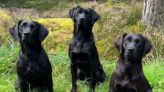 How a Labrador should look! Fit & Healthy