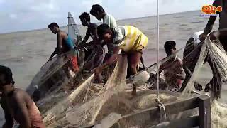 Hilsha Fish Catching In River || Live  Hilsa Fish Catching in Bay of Bengal || জীবিত ইলিশ মাছ ||