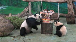 Taiwan panda Yuan Yuan claws apart her cub's ice cake on her birthday | AFP