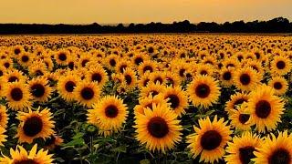 The life of Sunflower｜Planting growing and harvesting Sunflower in modern agriculture