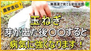 【玉ねぎ栽培】芽が出たらやるべき3つのお世話について解説！ 【有機農家直伝！無農薬で育てる家庭菜園】　24/9/5