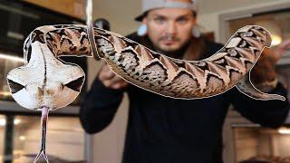 My Big Beautiful Gaboon Viper :) | Tyler Nolan