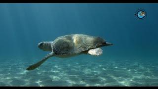 National Marine Park of Zakynthos