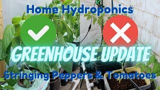 Greenhouse Update - Stringing Peppers & Tomatoes