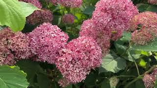 3 Reliable Blooming Hydrangeas - Smooth Hydrangeas