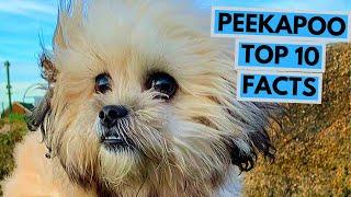 Peekapoo - TOP 10 Interesting Facts