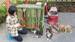 Plant More Beautiful Flowers for the House - NGAN Makes a Cute House for Kittens. Live with nature