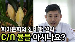 33편 초보자 필독!!! - 화아분화 원리  [춘란,명장,다육,난초,낚시,약초,풍란,주식,재테크]