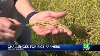 California rice crop yielding only half of what it normally produces, according to California Ric...