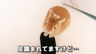 一生ウサギに足や手を踏み続けられる飼い主に思わぬ感動の出来事が待っていた…