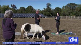 Check out the health benefits of practicing yoga amid horses