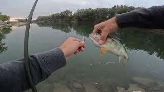 Ribolov ostriža na Savi laganim priborom (perch fishing)