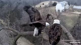 Explore.org Decorah Eagles: The Fish Gift & Good Mannered HM. 21-22 Feb 2023