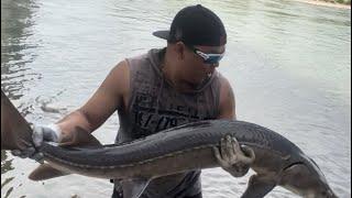 FISHING GIANT FISH IN ALBERTA