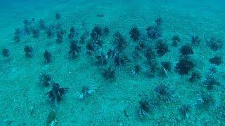 Lionfish Airplane; Pensacola Florida, Gulf of Mexico