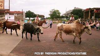 Fort Worth Stockyard Cattle Drive