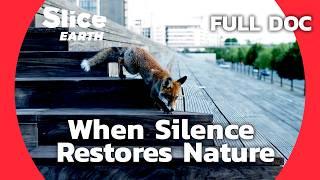 The Power of Silence in Nature’s Revival | SLICE EARTH | FULL DOC