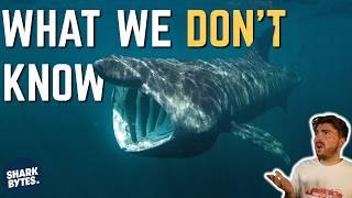 Basking Sharks: The Most MYSTERIOUS Big Fish