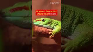 Snakes & Reptiles in Antarctica