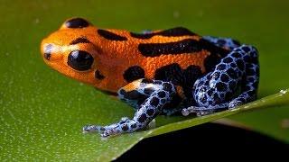 在世界上10個最毒的動物 (10 most poisonous animal in the world)
