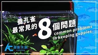 養孔雀「最常見的８個問題」｜養魚人森｜AC草影水族 - 8 common problems in keeping guppies.