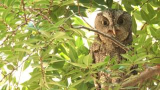 Sammy the Owl has some competition at Rice University