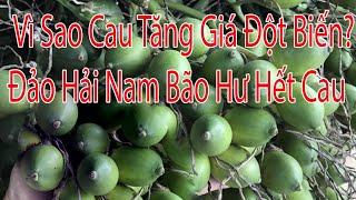 Nguyên Nhân Giá Cau Tăng Đột Biến, Đảo Hải Nam bão hư hết cau.