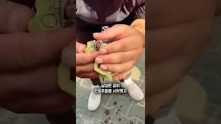 죽어가던 카멜레온을 심폐소생술로 살렸더니...!