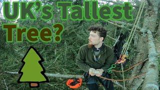 Hunt for the UK's TALLEST tree