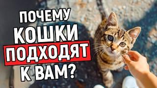 ПОЧЕМУ К ВАМ ПОДХОДЯТ СЛУЧАЙНЫЕ КОШКИ НА УЛИЦЕ? Вот что это значит