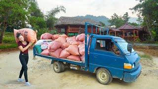 Use Truck To Buy Corn From Farmers To Raise Chickens - Transporting Many Bags Of Corn By Truck