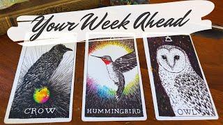 The Next Seven Days! 🪹🪶 What Will Happen? pick a card