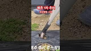 배추 1차 추비 주는방법 시기 비료종류 #shorts