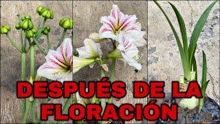 Que Hacer DESPUES De La FLORACIÓN De AMARILIS, Lirios, AZUCENAS (Hippeastrum amarillys)